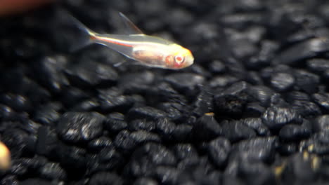 transparent fish navigate the current in a cave stream