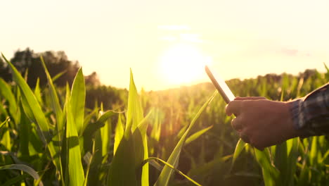 granjero al atardecer en un campo con una tableta. cámara lenta