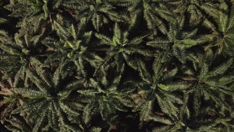 Drone-footage-of-a-palm-oil-plantation-on-Costa-Rica's-west-coast