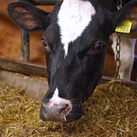 cows in cowshed eating hay