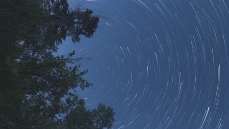 Sunset-to-dawn-star-trails-time-lapse-around-Polaris-in-vertical-orientation---forest-trees-in-the-foreground