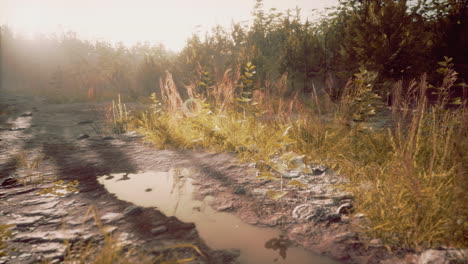 countryside road in summer morning