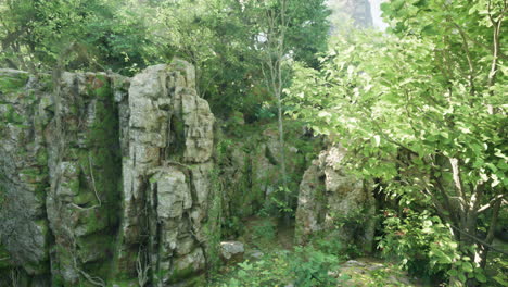 a mossy cliff in a lush green forest