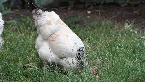 light sussex hens foraging for food on overgrown lawn in summer. uk