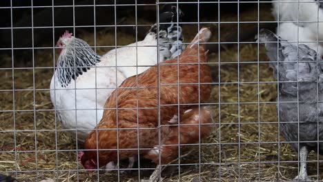 small flock of chickens in wire covered run