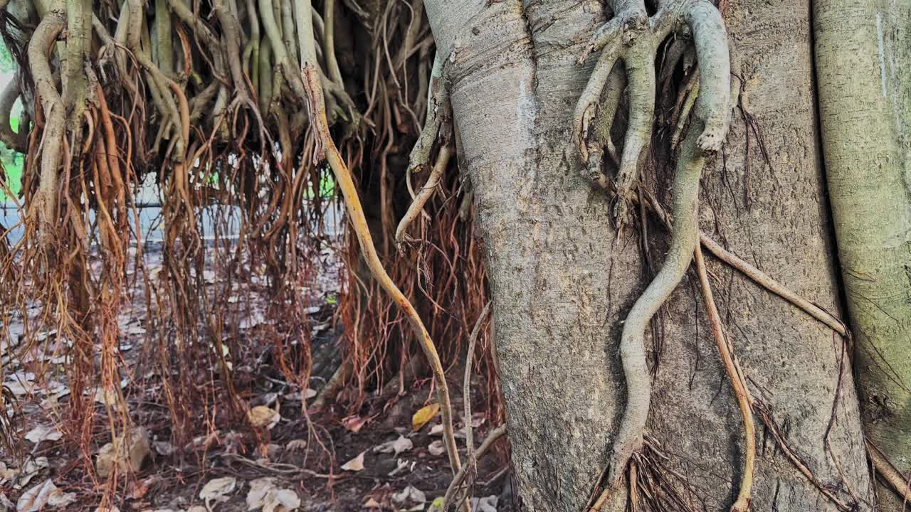Tracking shot moving past Ficus benghalensis roots, showing long hanging aerial strands, textured trunk surfaces, and dry leaf-covered ground beneath