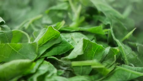 steaming fresh green leaves