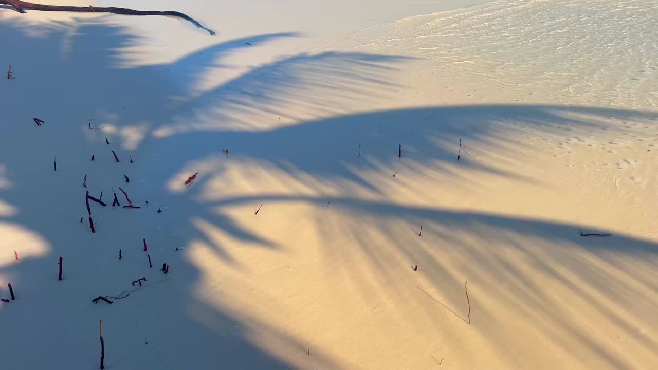 Palm trees cast shadows on the beach as small waves wash over the shore.