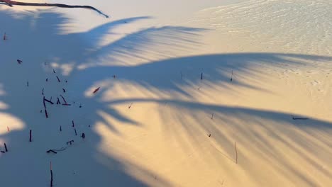 palm trees cast shadows on the beach as small waves wash over the shore.