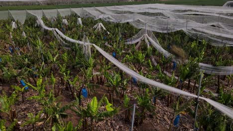 banana plantation with thousands of insects flying above it