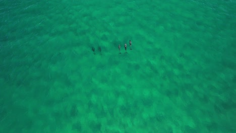 pod of bottlenose dolphins in turquoise seascape in nsw, australia - drone shot