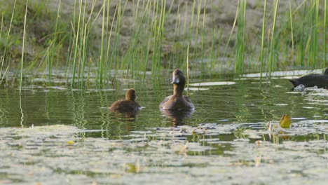 mother duck with young baby duckling in waterlily pond - slow motion