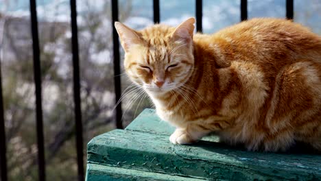 orange cat sitting on a bench in the sun