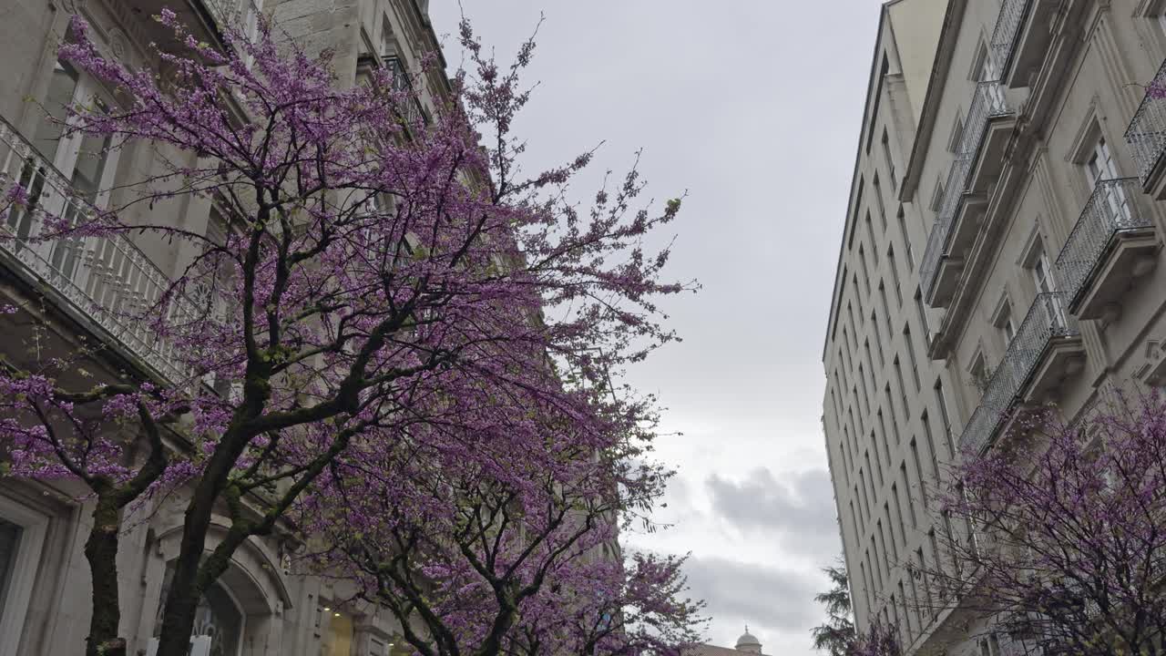 Beautiful Blooming Trees With Pink Flowers In The Old Town On A Cloudy Day