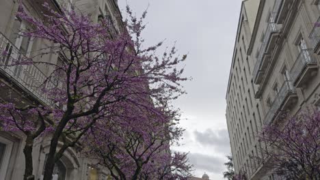 beautiful blooming trees with pink flowers in the old town on a cloudy day