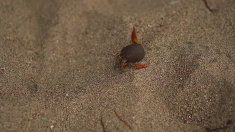 hermit crab walking on sand