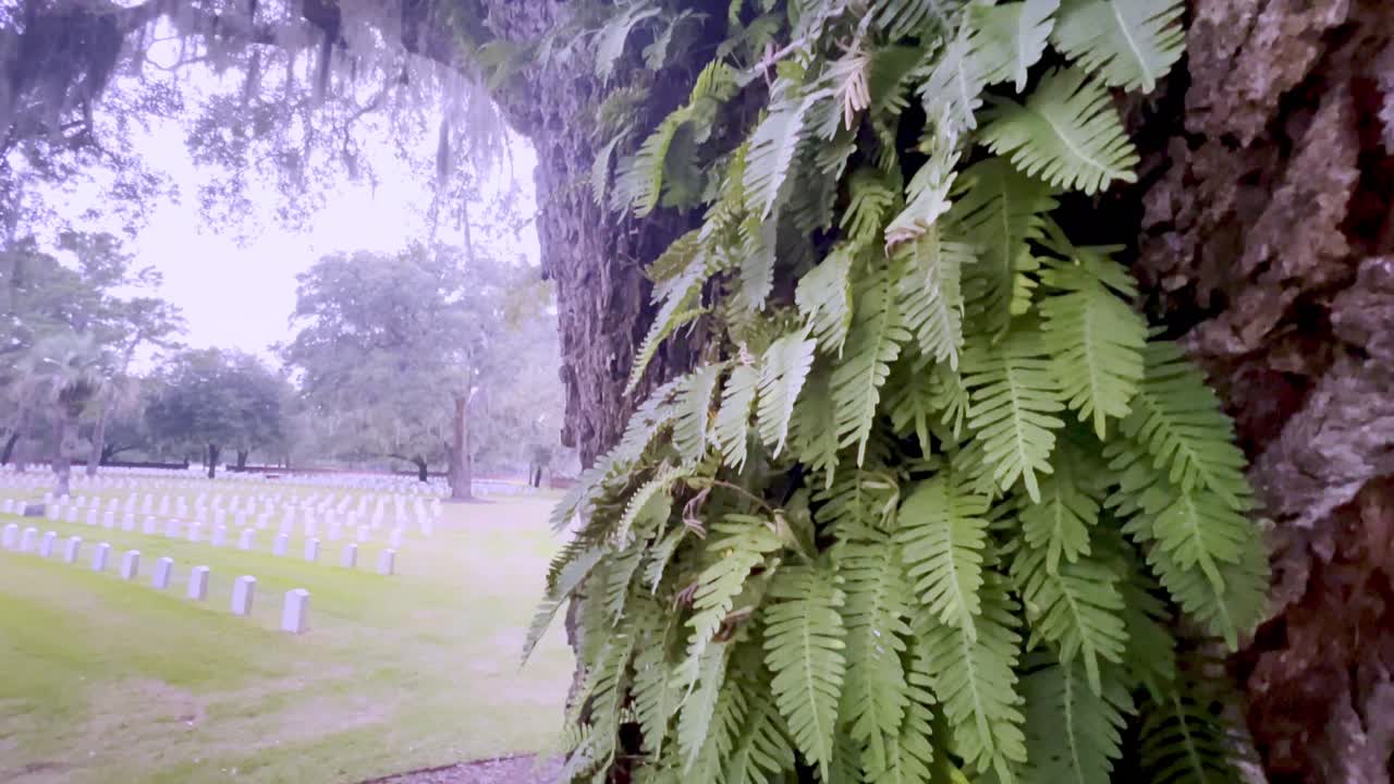 resurrection fern grows on tree at the beaufort national cemetery in beaufort sc, south carolina