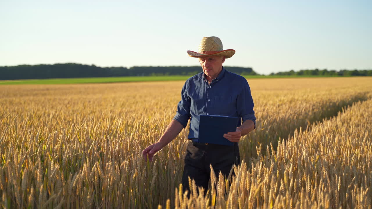 Farmer on a wheat field. Elderly man in hat with a folder walking inside the yellow field and examines the growth plants in farmland.