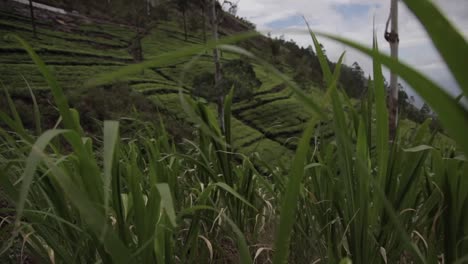 Balanceándose-Sobre-La-Hierba-Verde-En-Las-Plantaciones-En-Las-Tierras-Altas