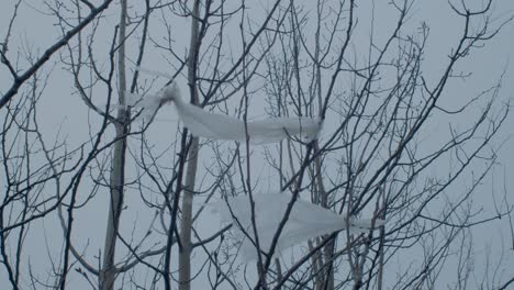 Plastic-bags-attached-on-trees-and-waving-in-the-wind-in-America---Close-up