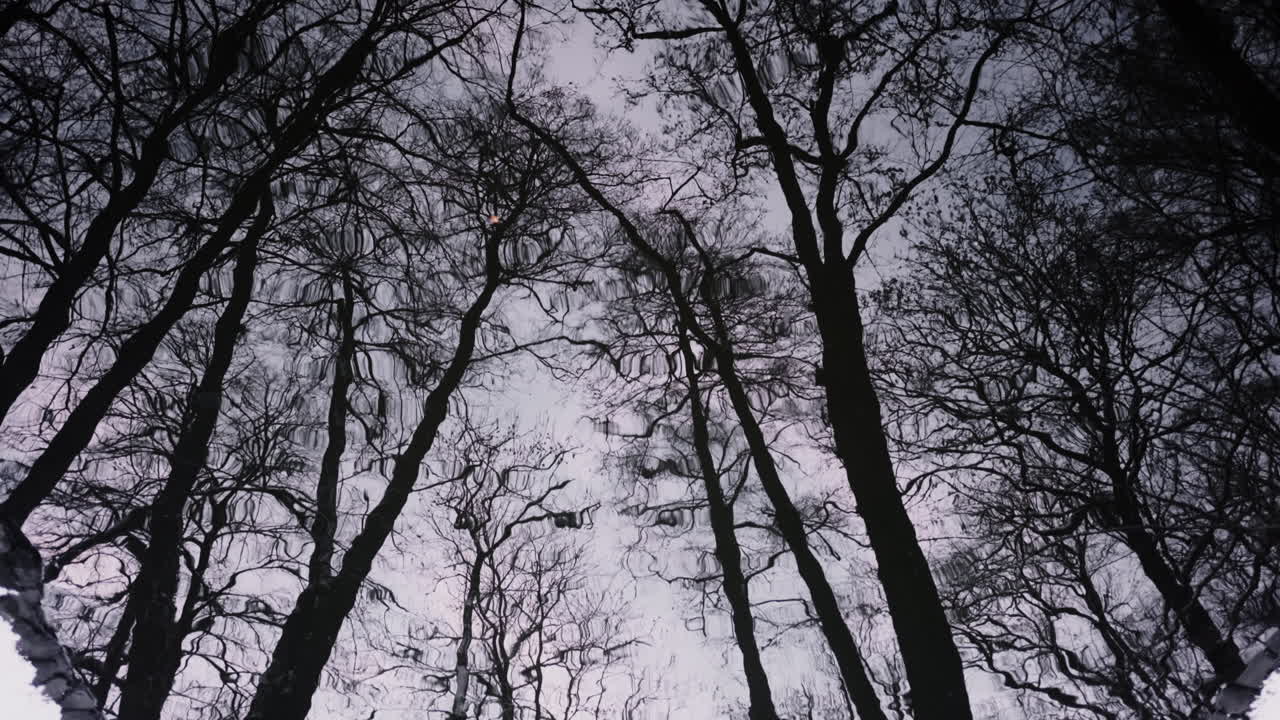 Reflections of Trees in a Puddle