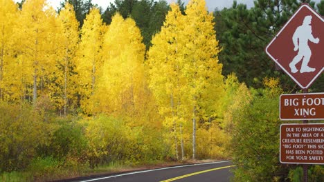 colorful trees on the side of a road in colorado