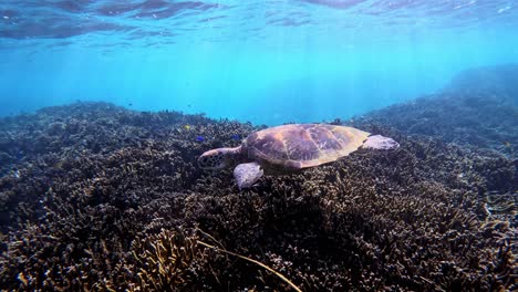 Green-Sea-Turtle-Swimming-Over-Coral-Reef