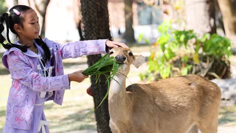 una chica alimentando a un ciervo en un parque.