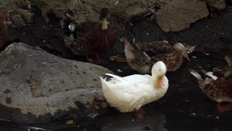 white and brown ducks ruffling feathers with their beaks by pond at zoo