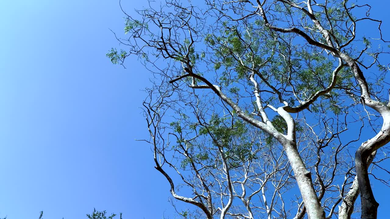 높은 나무들이 은 파란 하늘 아래 흔들리고