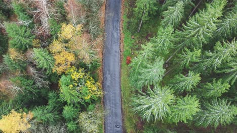 Luftaufstieg-über-Einer-Schmalen-Straße-Zwischen-Farbenfrohem-Herbst-Und-Immergrünen-Wäldern