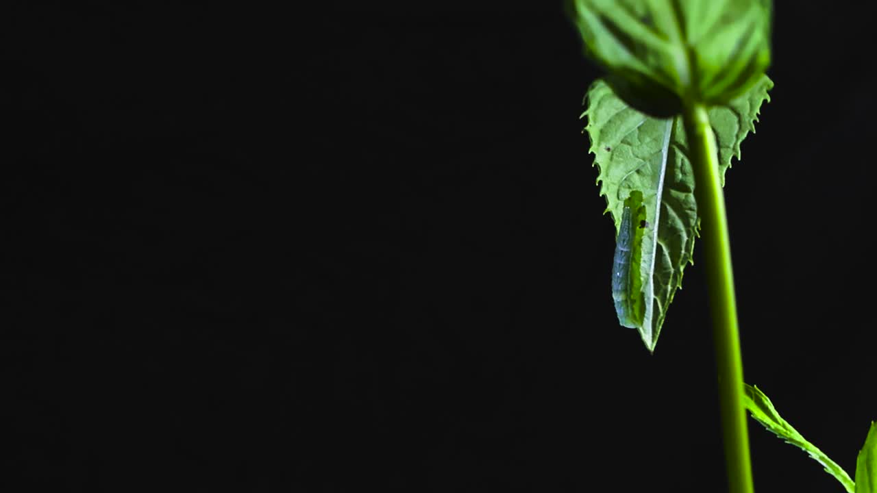 Close up glides around mint stalk revealing caterpillar on leaf edge against deep black background. Hidden green worm on peppermint leaf. Details of illuminated herbal plant in vivid green shades
