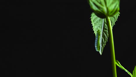 close up glides around mint stalk revealing caterpillar on leaf edge against deep black background. hidden green worm on peppermint leaf. details of illuminated herbal plant in vivid green shades