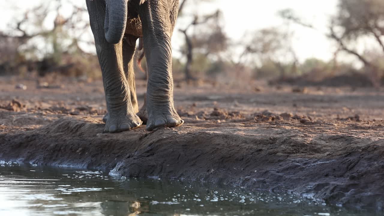 Medium shot of a young African elephant's lower body while drinking Mashatu Game Reserve. Filmed from a low angle.