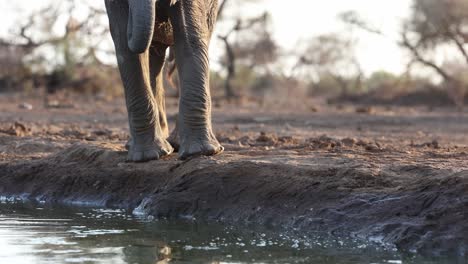 medium shot of a young african elephant's lower body while drinking mashatu game reserve. filmed from a low angle.