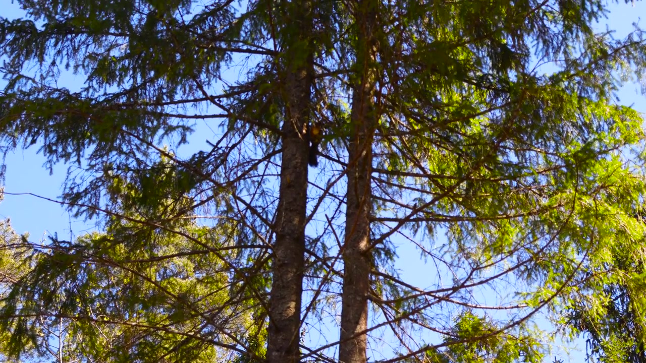 Adorabile scoiattolo selvatico che scende con cautela lungo il tronco di un alto abete rosso con un bellissimo cielo azzurro e limpido sullo sfondo, una perfetta rappresentazione della fauna selvatica in un habitat naturale e pacifico.
