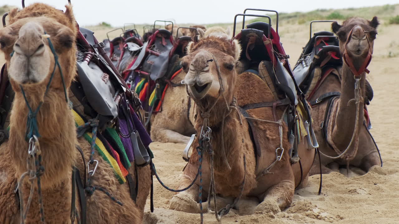 alejar los camellos descansando