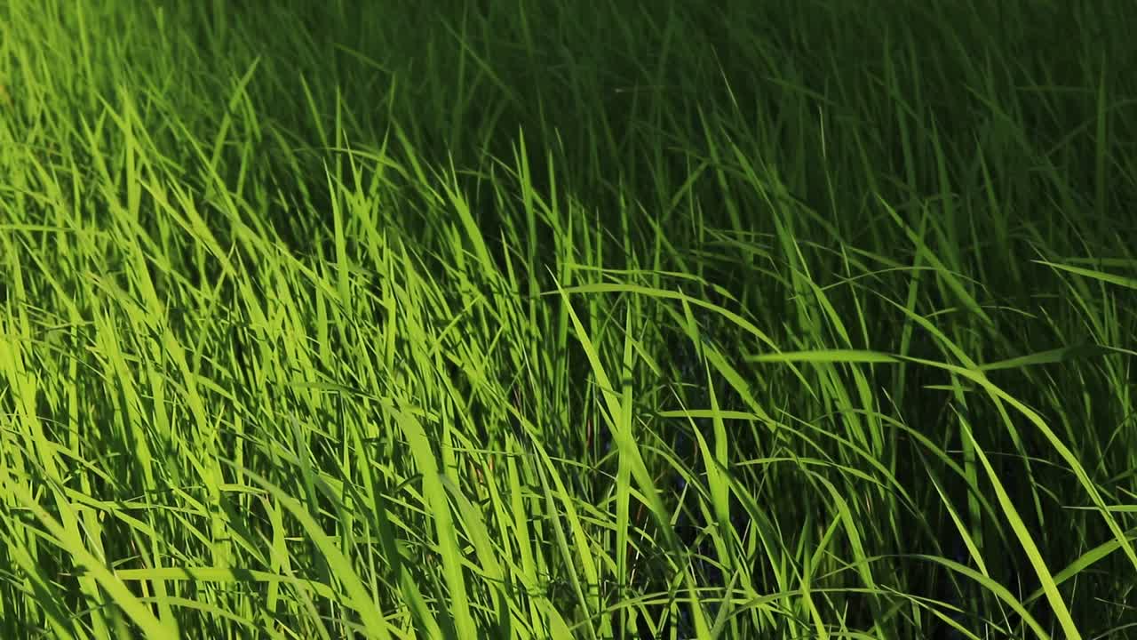 plantas de arroz verde balanceándose con la brisa durante la temporada de lluvias o la temporada de siembra en camboya