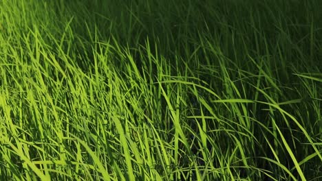 Grüne-Reispflanzen,-Die-Sich-Während-Der-Regenzeit-Oder-Der-Pflanzzeit-In-Kambodscha-Im-Wind-Wiegen