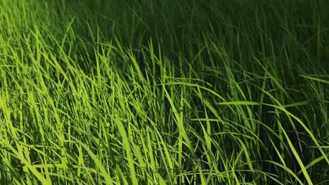 green rice plants swaying in the breeze during rainy season or the planting season in cambodia