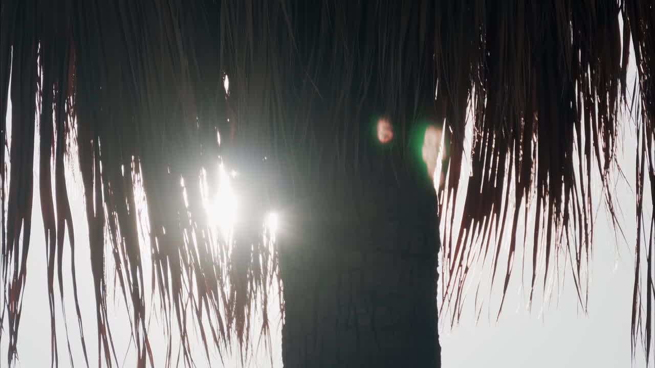 Close up of a palm tree on a blue sky background in daylight