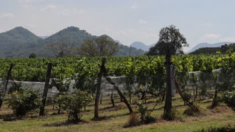 a panoramic view of a vineyard with mountain scenery