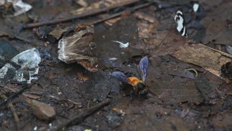 Zwei-Bienen-Greifen-Den-Kastanienbandwinkel,-Odontoptilum-Angulata,-An,-Da-Er-Versucht,-Sich-Von-Mineralien-Auf-Dem-Waldboden-Zu-Ernähren