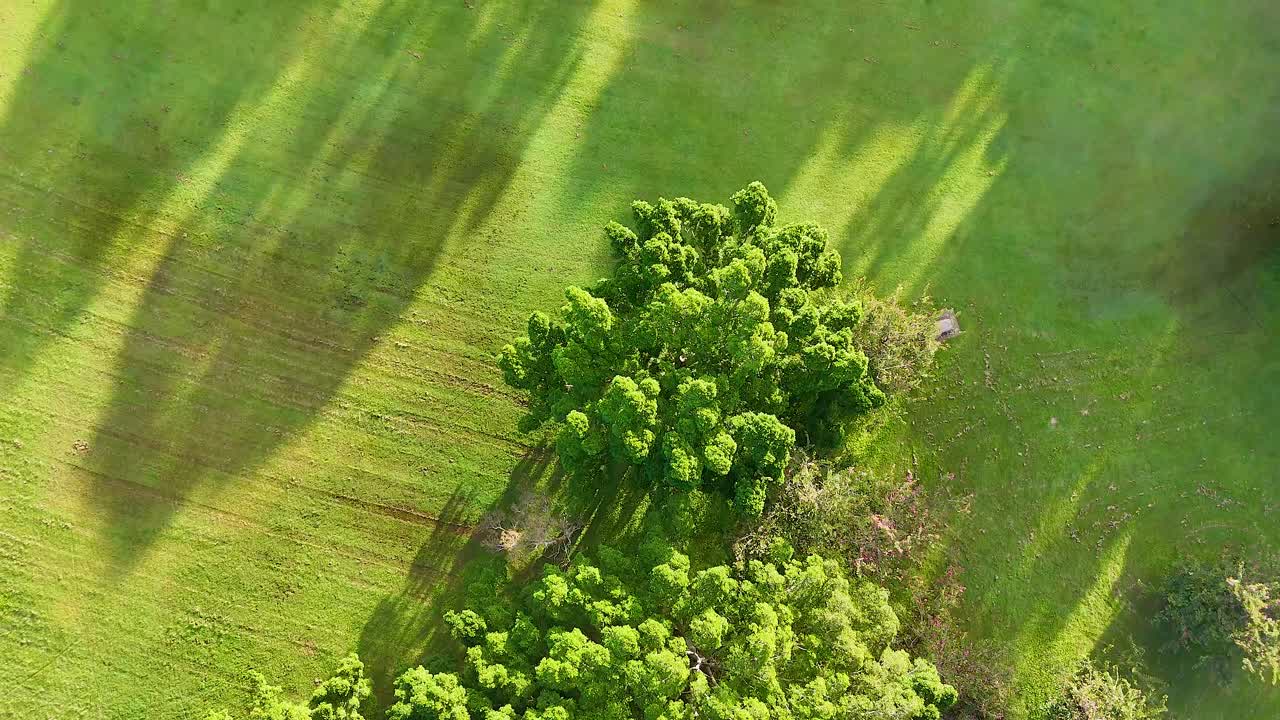 Aerial footage of vibrant green trees casting long shadows in a sunlit park. Captured in Gold Coast, Australia