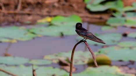 A-small-fast-moving-bird-which-is-found-almost-everywhere-in-the-world,-most-of-the-time-flying-around-to-catch-some-small-insects