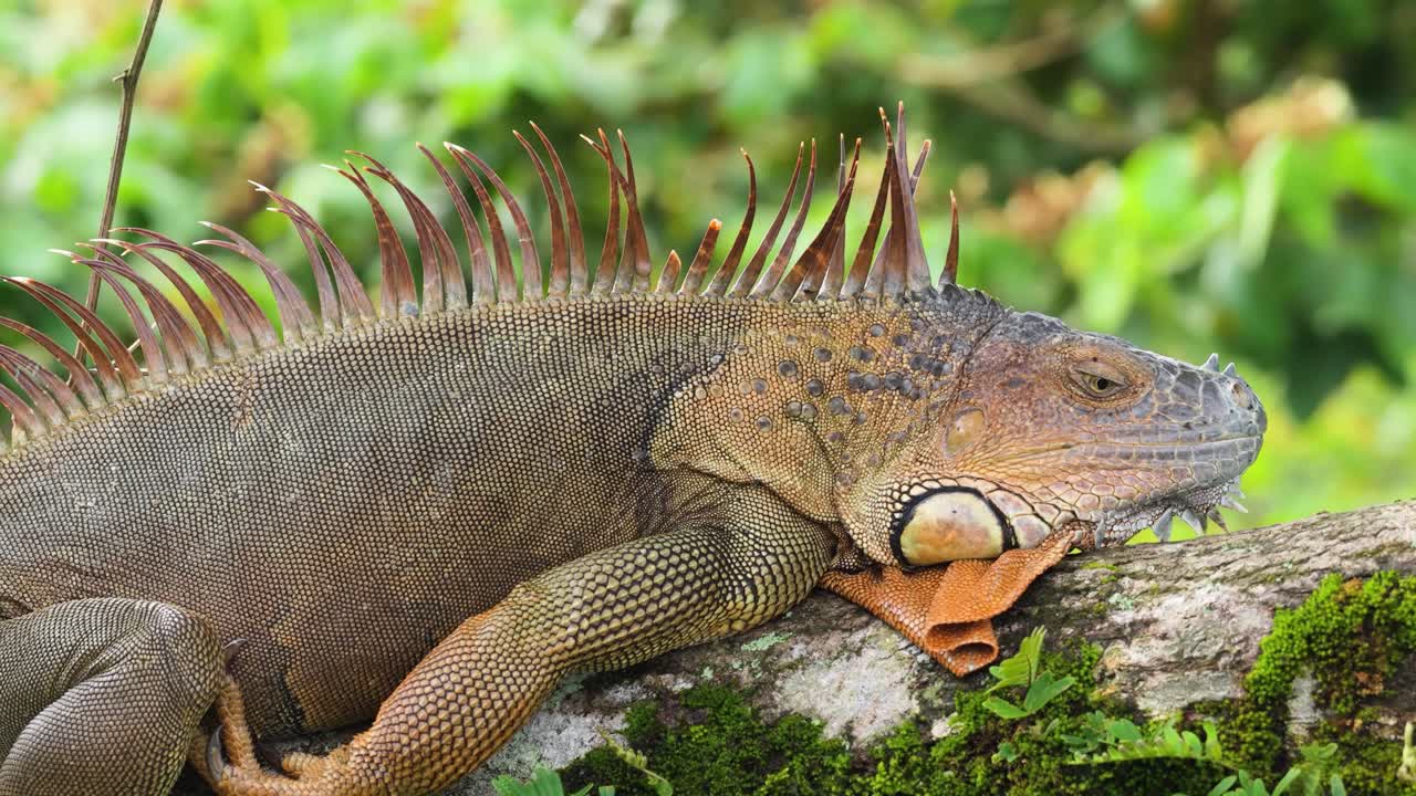 Iguana appoggiata su un ramo