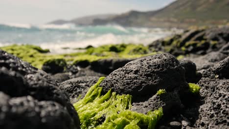 bright green algae sea weed sea grass growing on black porous volcanic rocks on the coast of hawaii in the bight sun with waves of the pacific rolling behind