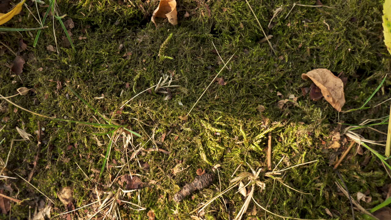 Terreno forestale muschioso con insetti, time lapse