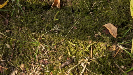 mossy forest soil with insects, time lapse