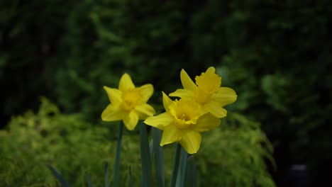 Nahaufnahme-Wunderschön-Blühender-Gelber-Narzissen-Im-Frühlingsgarten,-Die-Sich-Leicht-Zu-Brise-Und-Wind-Bewegen---Narzissenblume,-Auch-Bekannt-Als-Narzisse,-Daffadowndilly,-Narzisse-Und-Jonquil